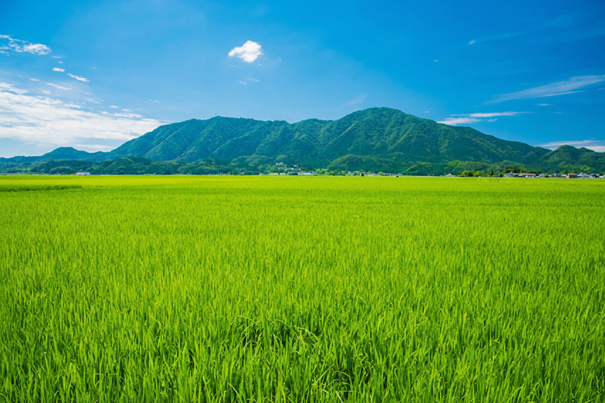 Swingグループイメージ